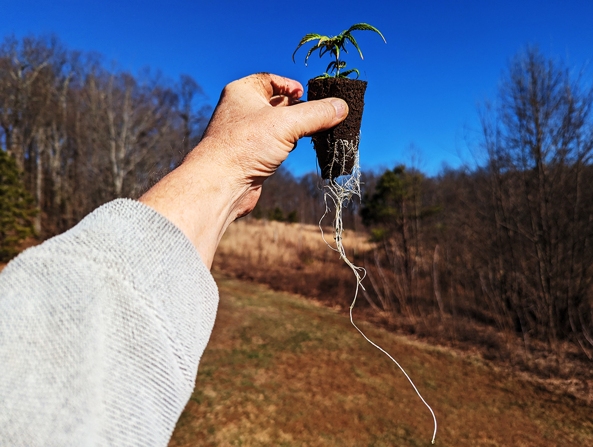 Image of clone roots