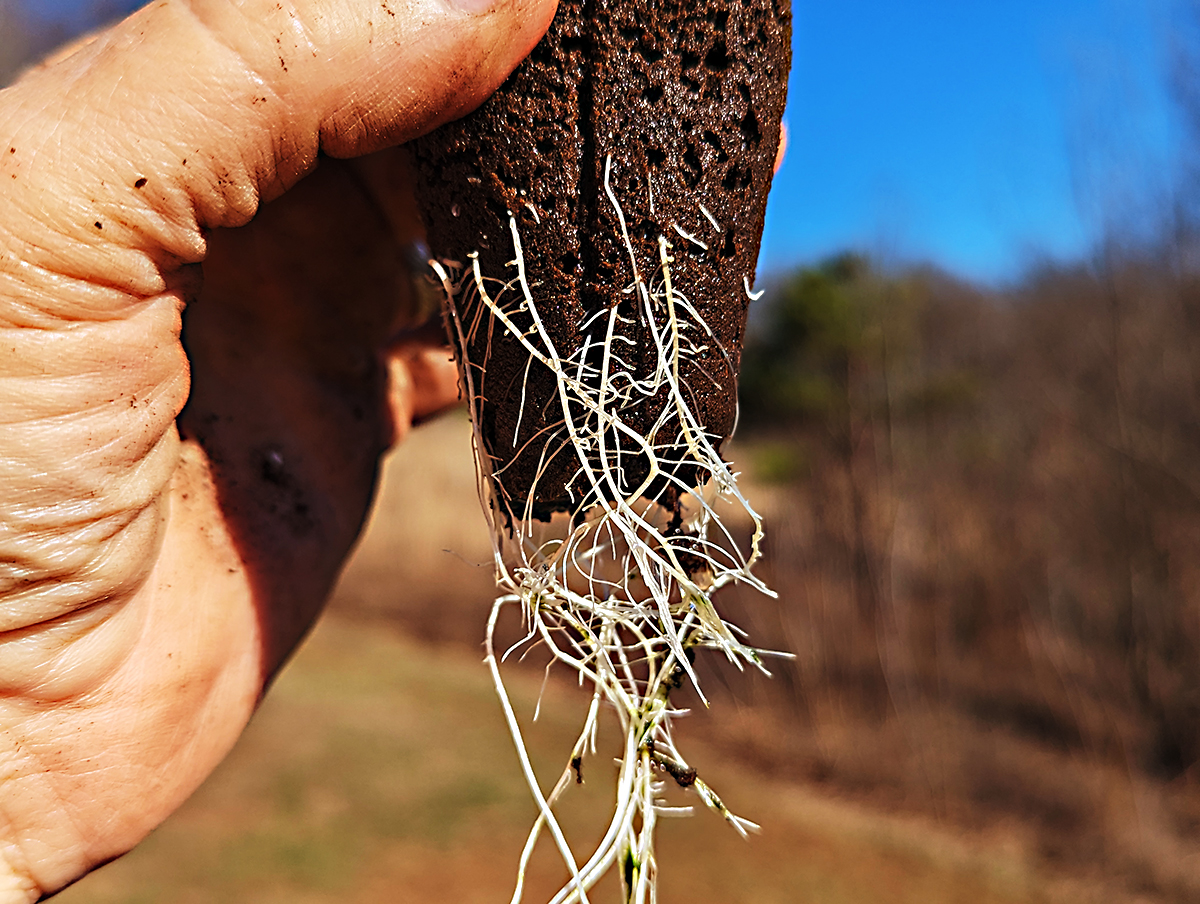 Image of clone roots closeup