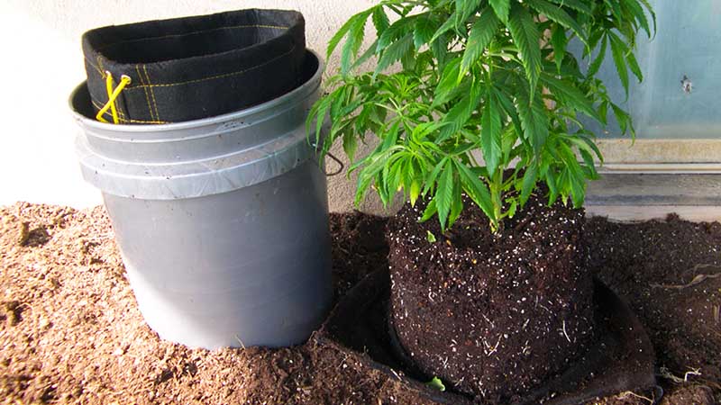 photo of plant from fabric pot