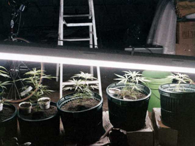 photo of plants under a Grow-lux light