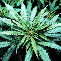 photo of properly fertilized leaves that don't have brown tips