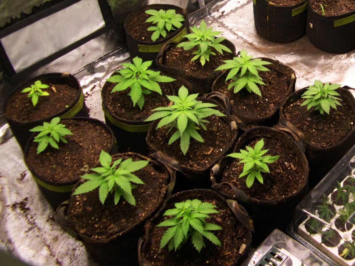 Image of the growth of Type II/Indica seedlings