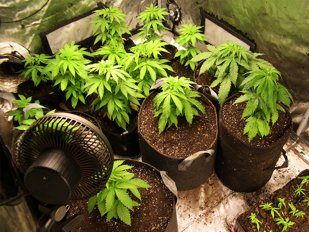 Image of the transplanted Type II/Indica