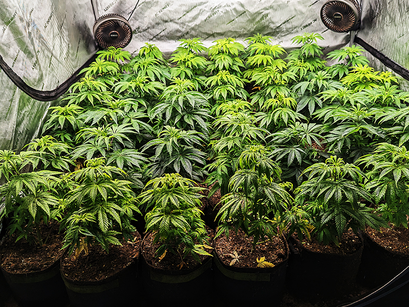 Image of cannabis