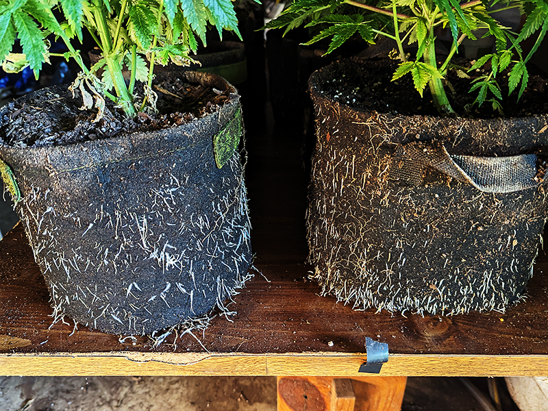 Image of cannabis