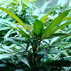 photo of cannabis leaves uplifted towrds the light, the joy of life