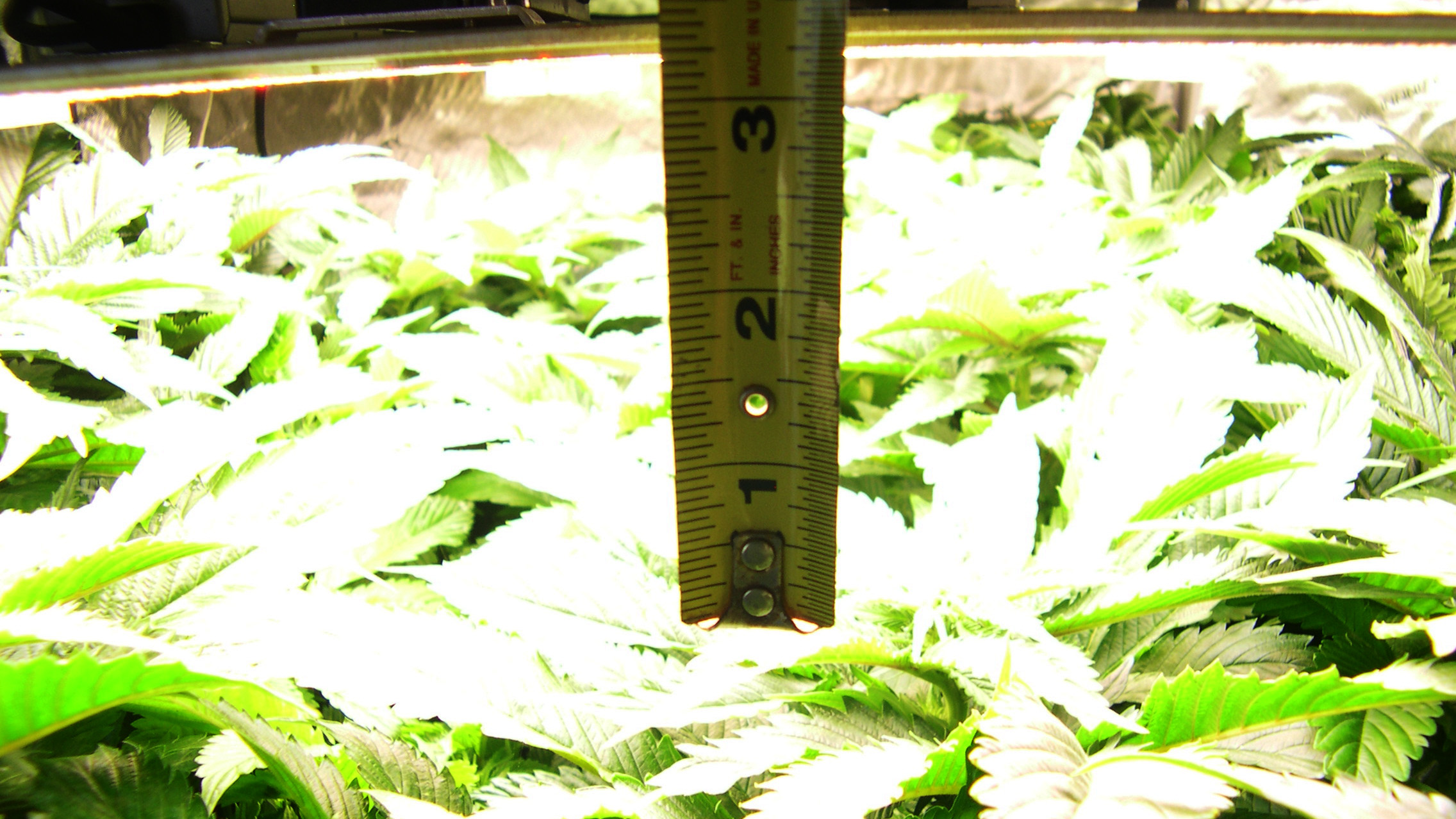 Image of no burn leaves