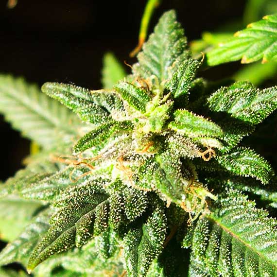 photo of old SouthEast Lights cannabis flower