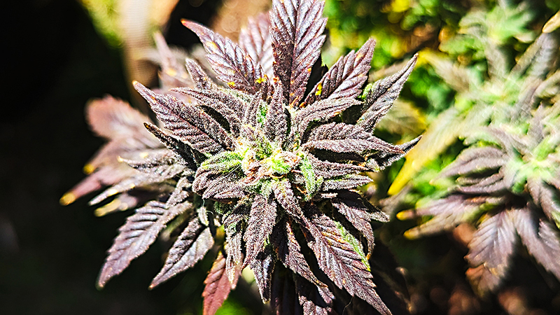 Image of Black Juju buds