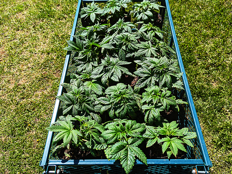 Image of cannabis