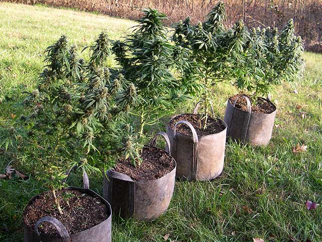 photo of 4 SouthEast Lights plants outside