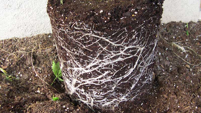 photo of roots from plastic pot