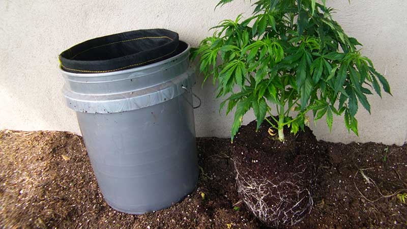 photo of plant from plastic pot