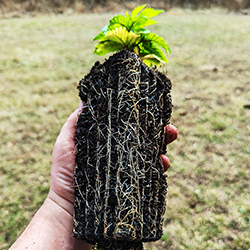 Fully rooted clone