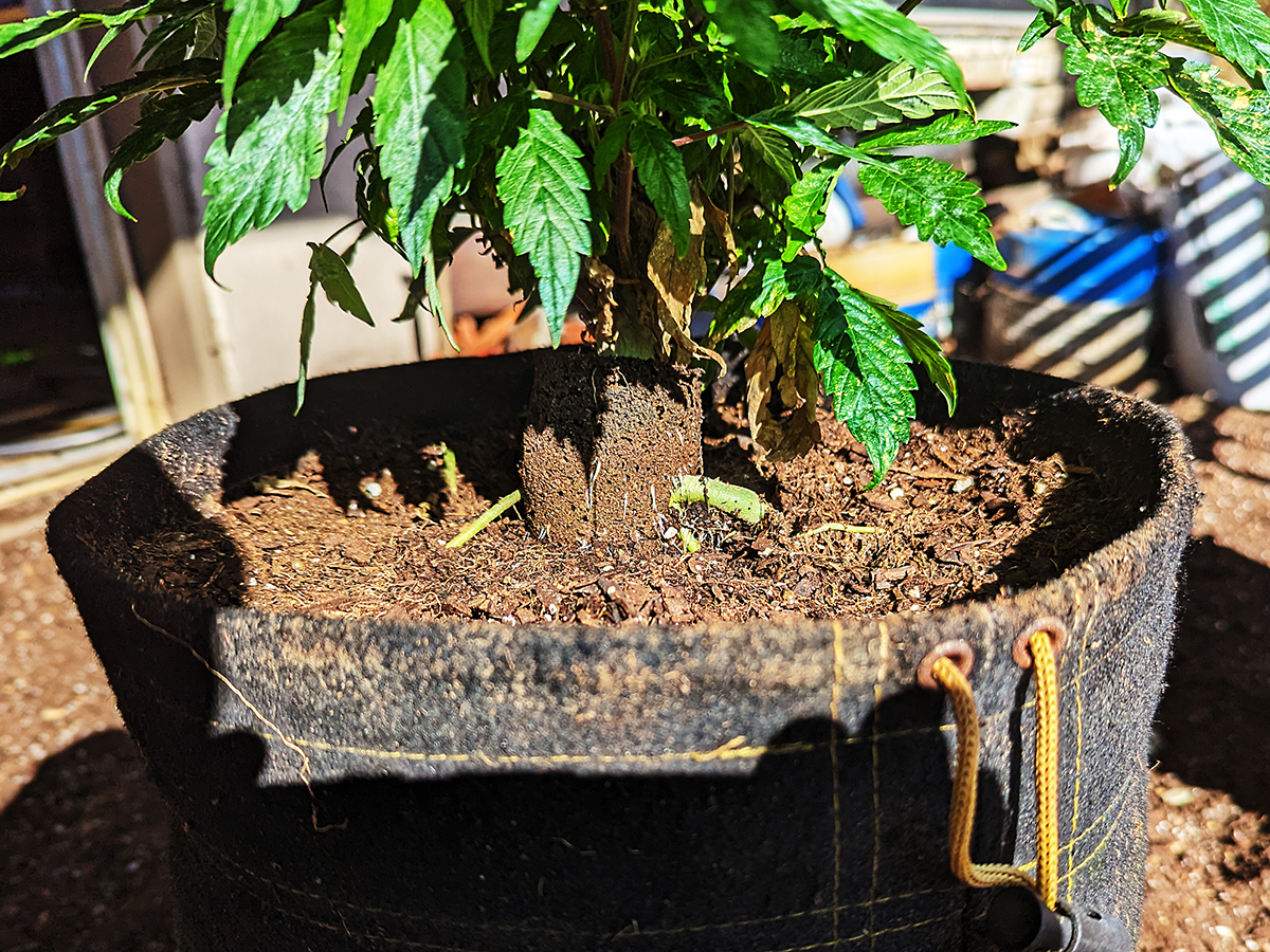 Image of roots exposed