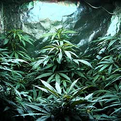 photo of grow tent with lights close to plants with no bleaching