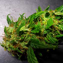 photo of SouthEast Lights bud at harvest