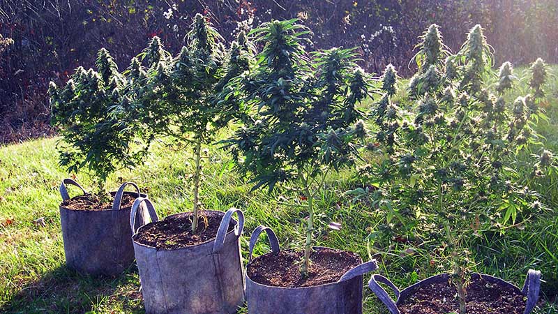 photo of SoyuthEast Lights in mid-flowering