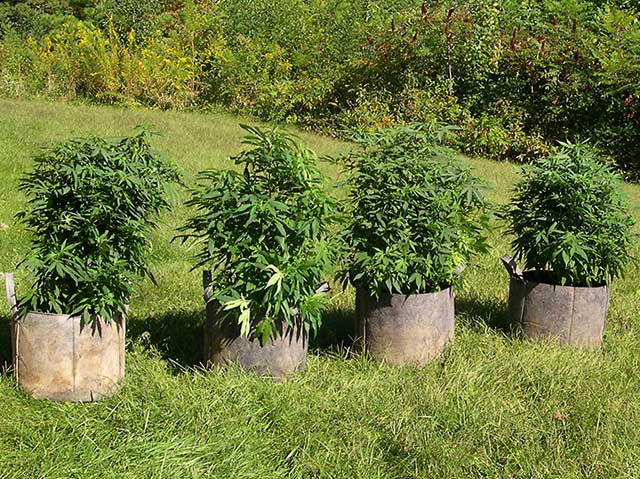 photo of SouthEast Lights phenotype that is one month into flowering