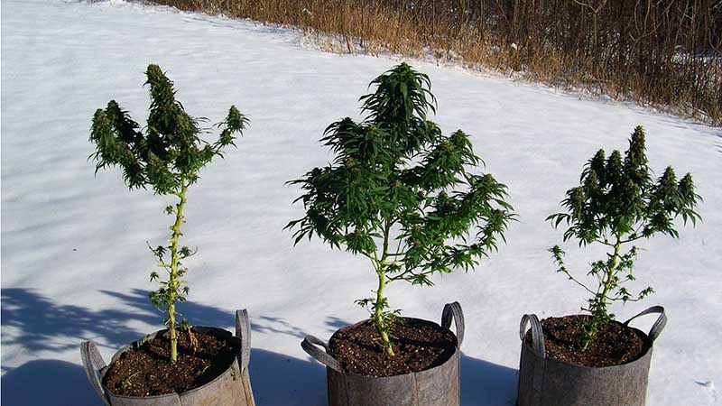 photo of SouthEast Lights in snow, just before harvest