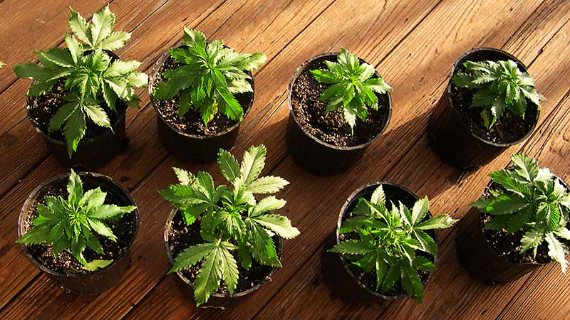 photo of SouthEast Lights bud with Grow Guide book