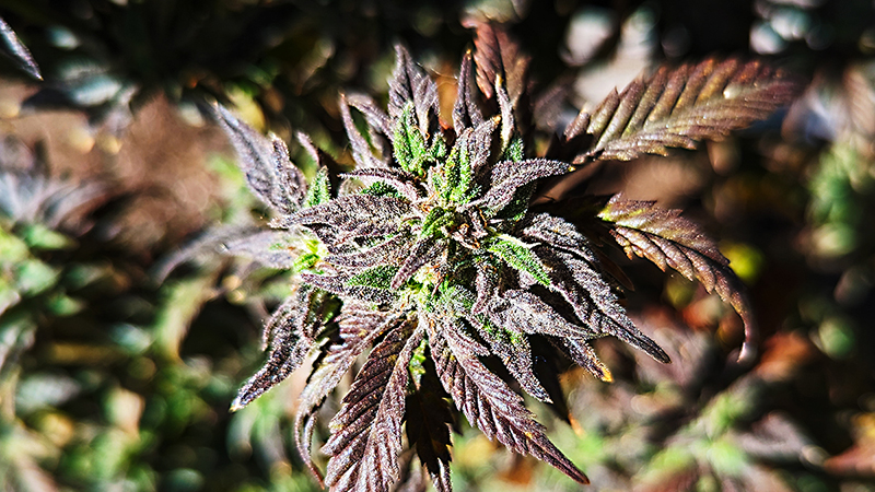 Image of Spring Buds