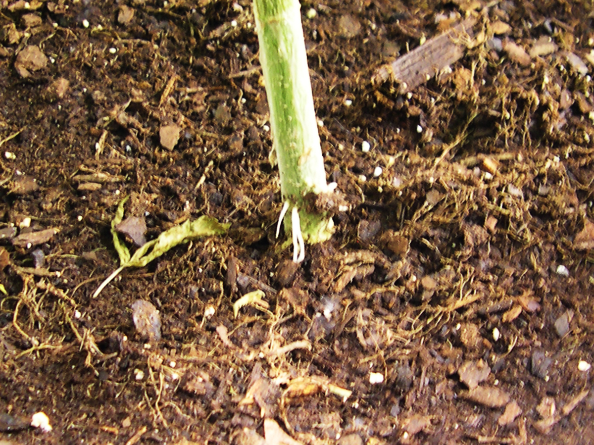 Image of Terminator Roots