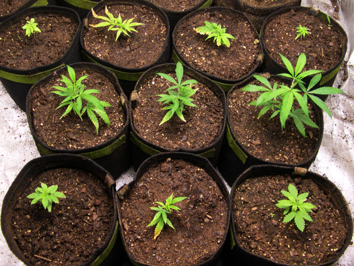 Image of Type I Clones