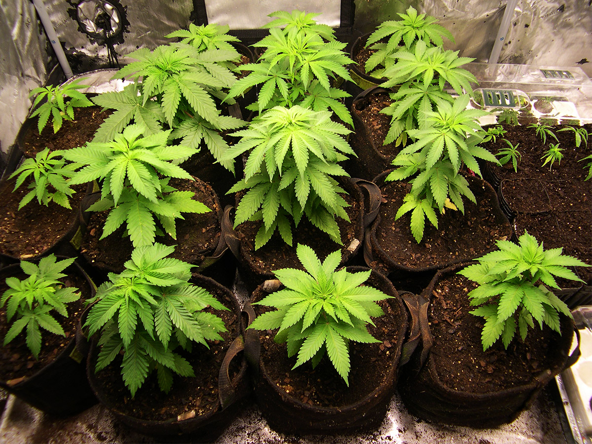 Image of Type I Clones