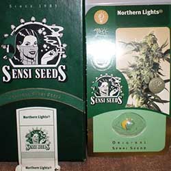 Seni seed pack photo from Indica Lover