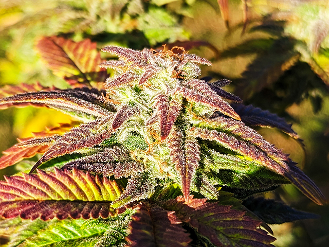 photo of first purple lights harvest