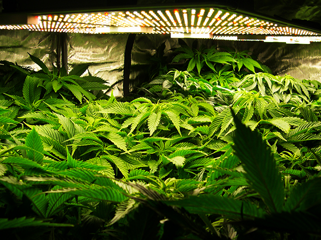photo of plants that are loving the light