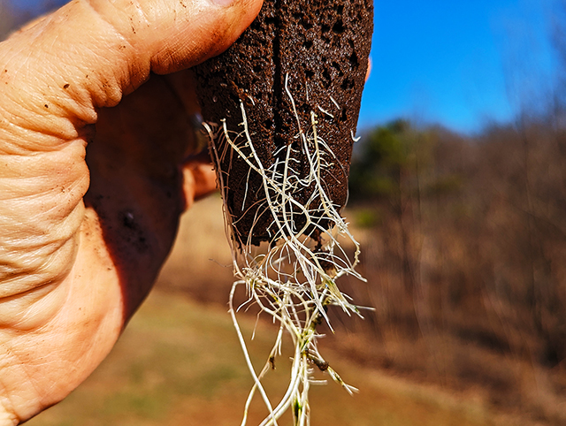 photo of clone, fully rooted