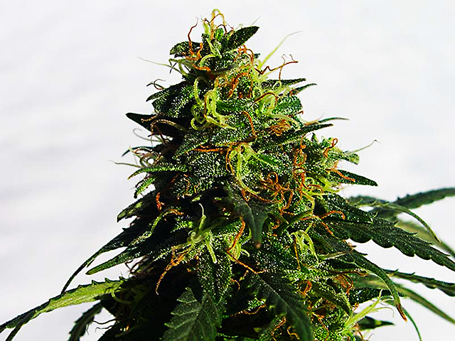 photo of standard SouthEast Lights bud