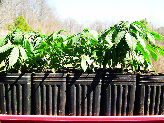 photo of clones ready for fabric pots