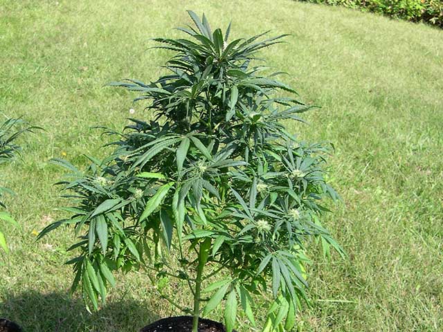 photo of standard Type IV/Hybrid phenotype of Northern Lights