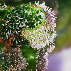 First Photo With USB Microscope