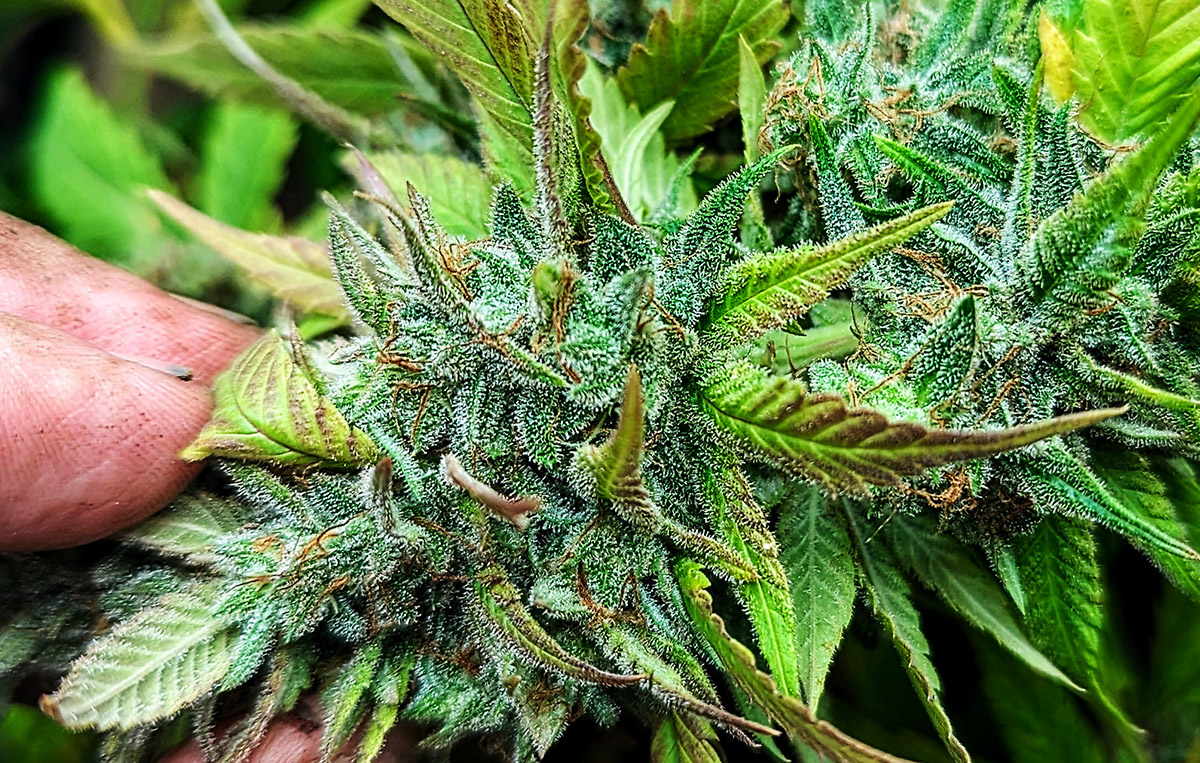Plants have never been abused to increase yield