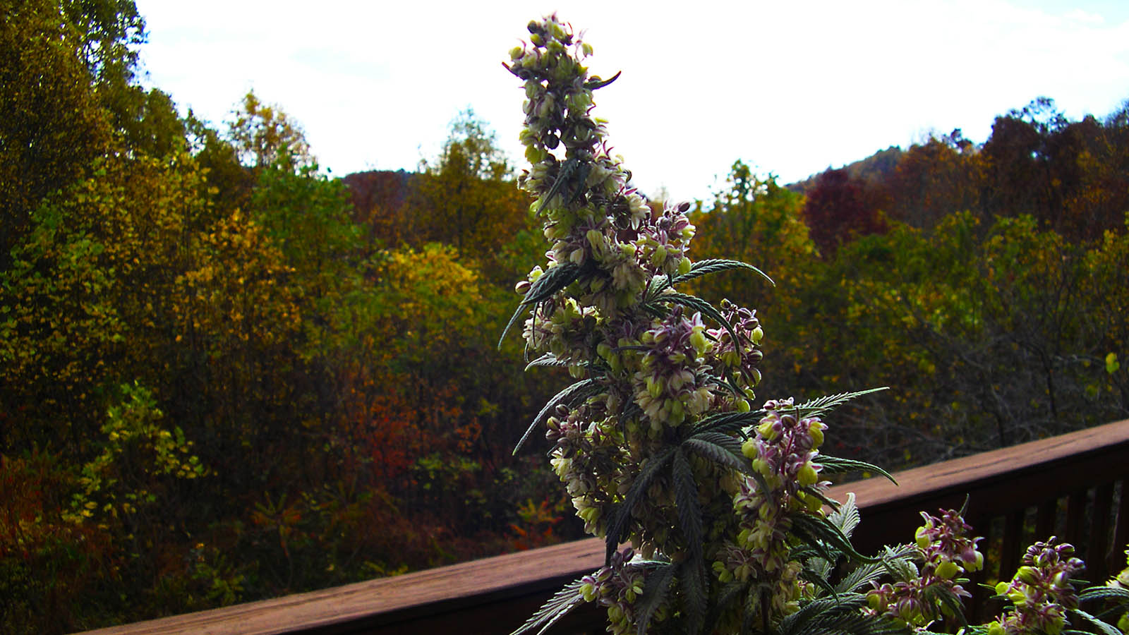 'The Grower's Guide' by Frank and Rosenthal